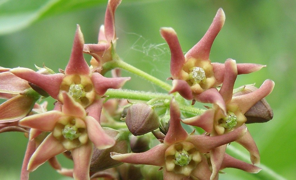Image of genus Vincetoxicum specimen.