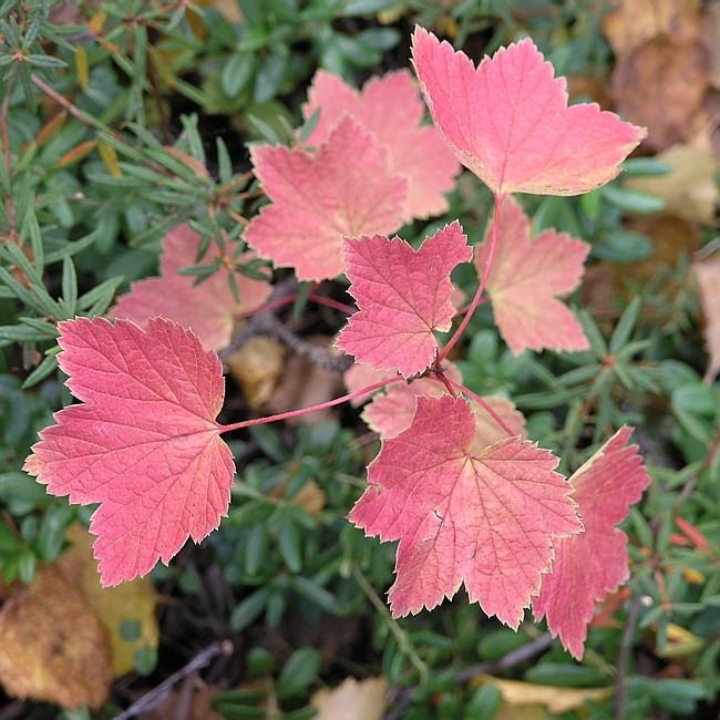 Image of Ribes glabrum specimen.