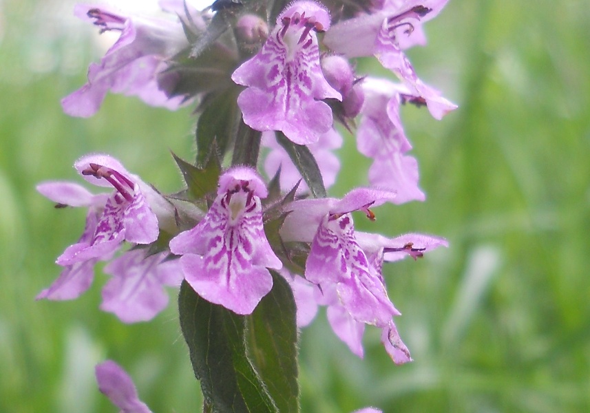 Image of Stachys palustris specimen.