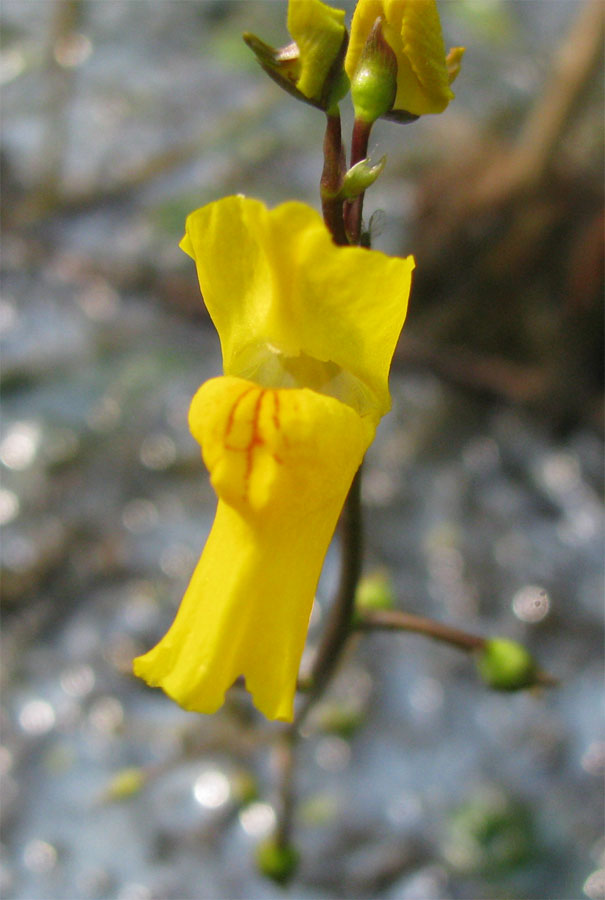 Image of Utricularia vulgaris specimen.