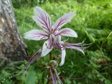 Dictamnus caucasicus