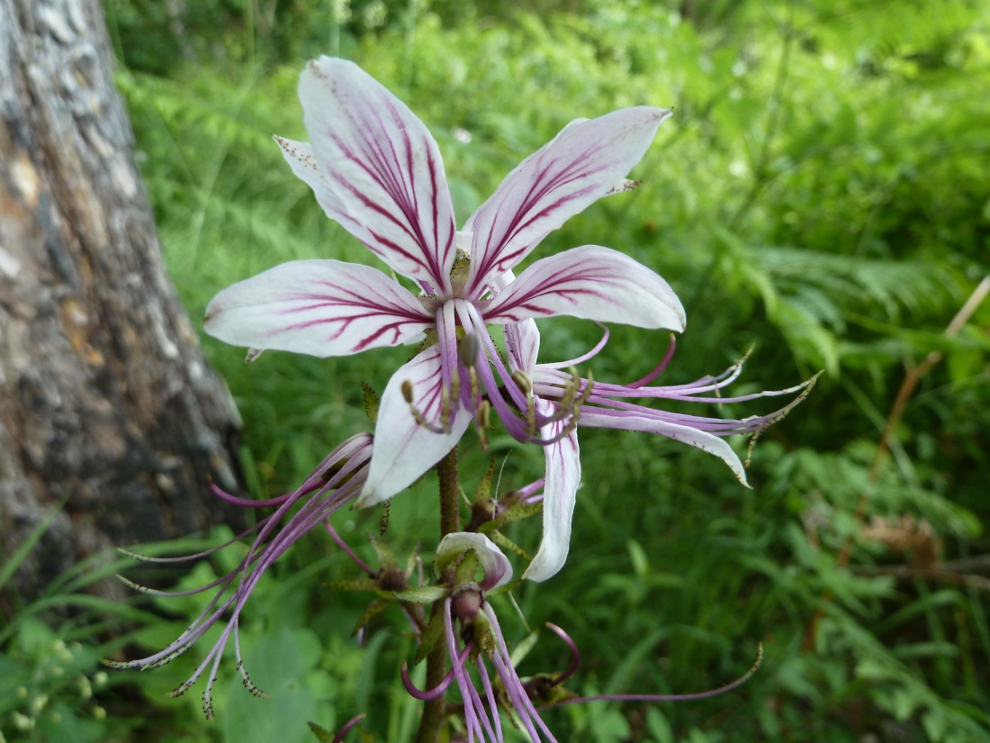 Изображение особи Dictamnus caucasicus.