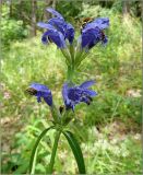 Dracocephalum ruyschiana. Верхушка побега с соцветием. Марий-Эл, Звениговский р-он, берег р. Волга. 24 июня 2011 г.