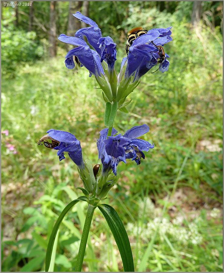 Изображение особи Dracocephalum ruyschiana.