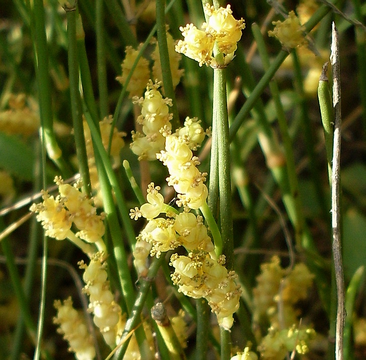 Изображение особи Ephedra distachya.