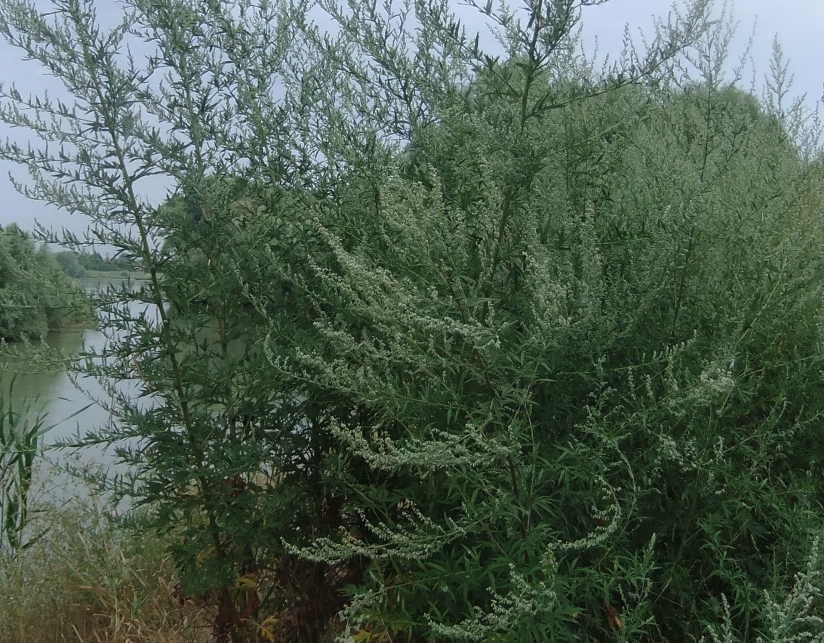 Изображение особи Artemisia vulgaris.