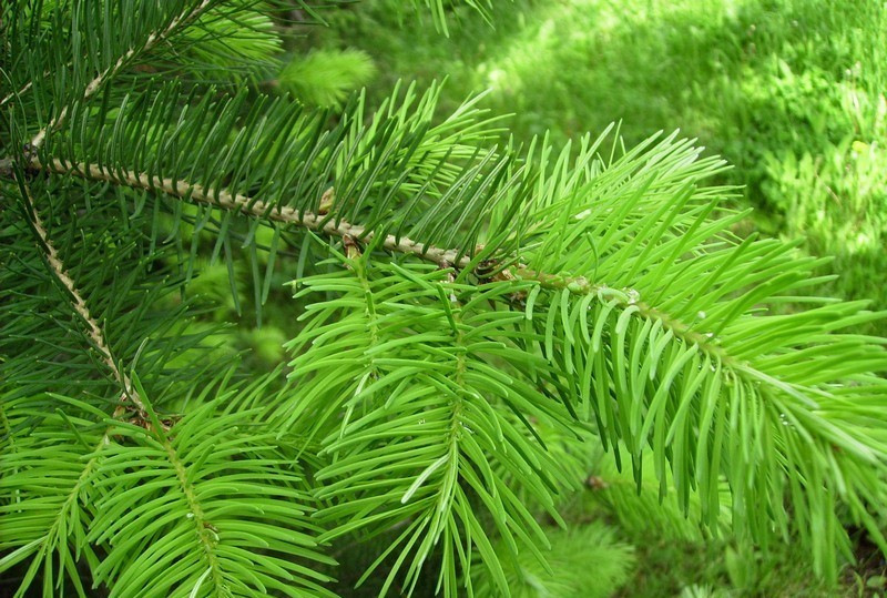 Image of Pseudotsuga menziesii specimen.