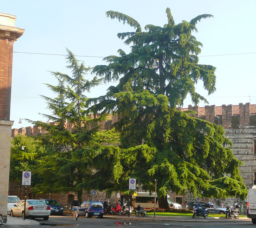 Image of Cedrus deodara specimen.