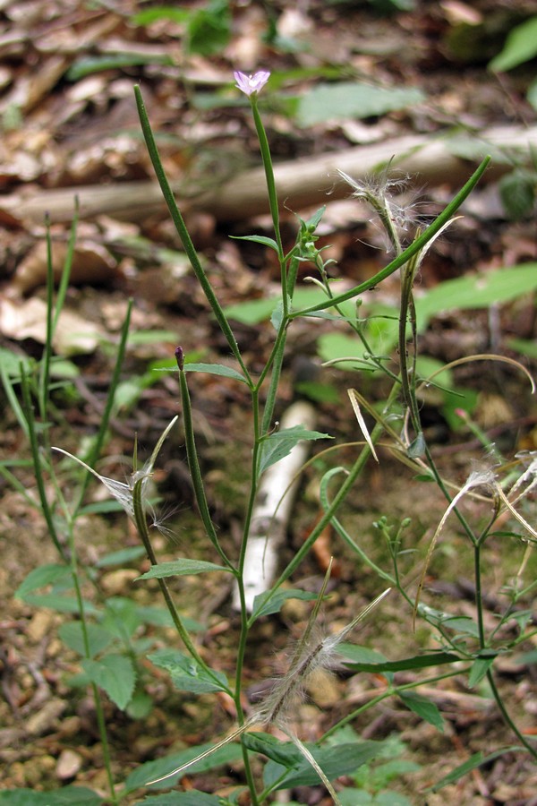 Image of Epilobium lanceolatum specimen.