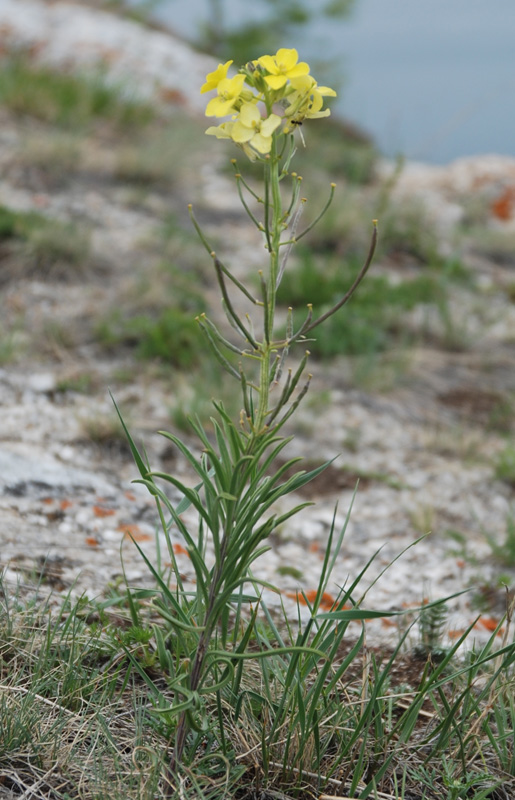 Изображение особи Erysimum flavum.