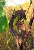 Alnus incana