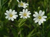 Stellaria holostea