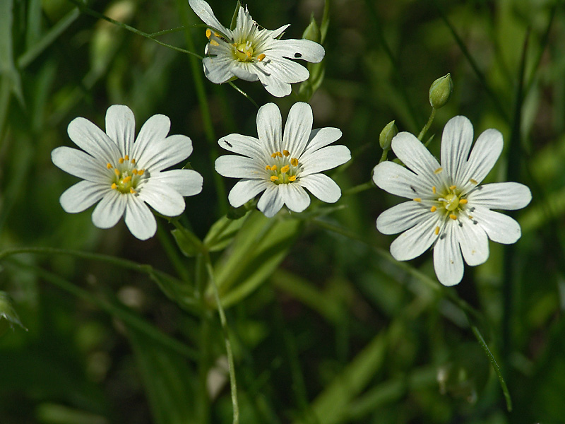 Изображение особи Stellaria holostea.