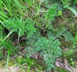 Selinum carvifolia