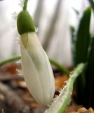 Galanthus plicatus