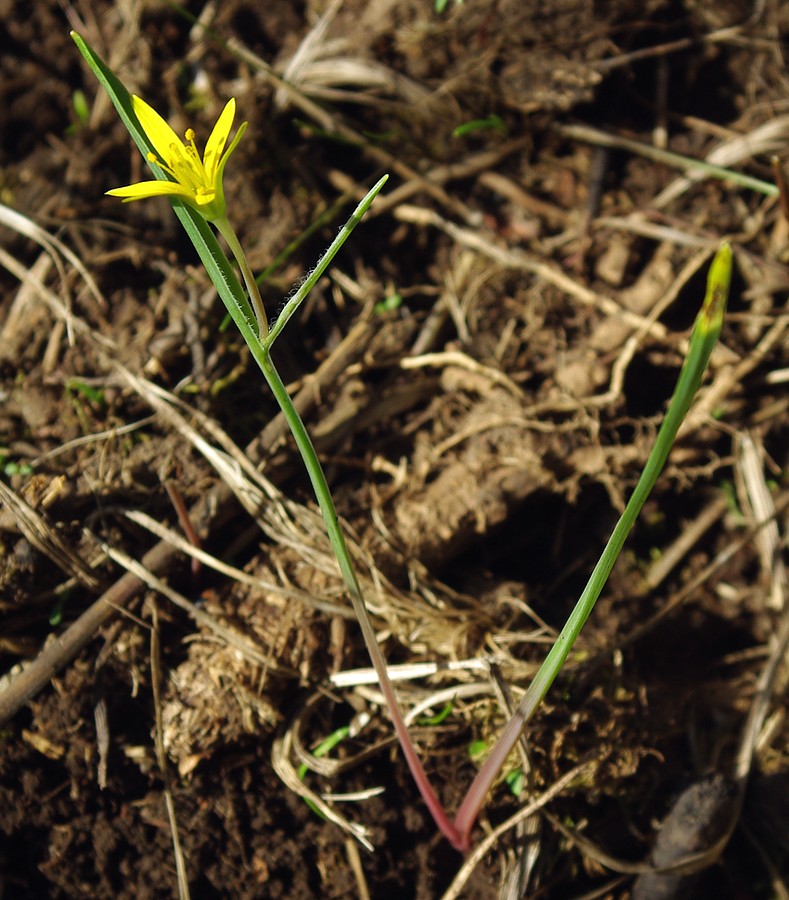 Image of genus Gagea specimen.