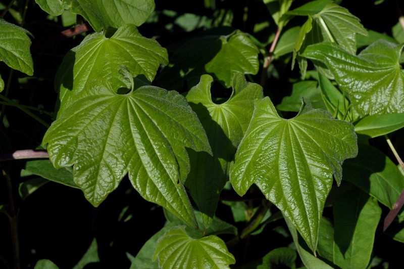 Изображение особи Dioscorea quinqueloba.