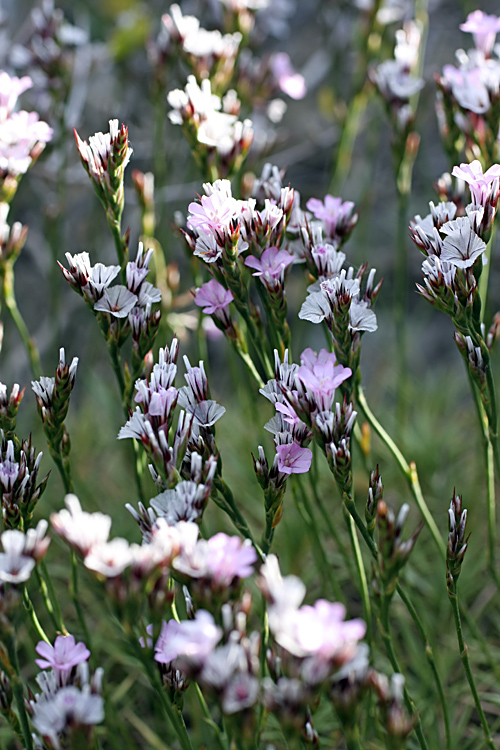 Image of Acantholimon alberti specimen.