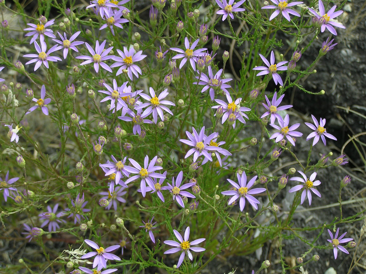 Изображение особи Galatella angustissima.