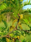 Gleditsia triacanthos