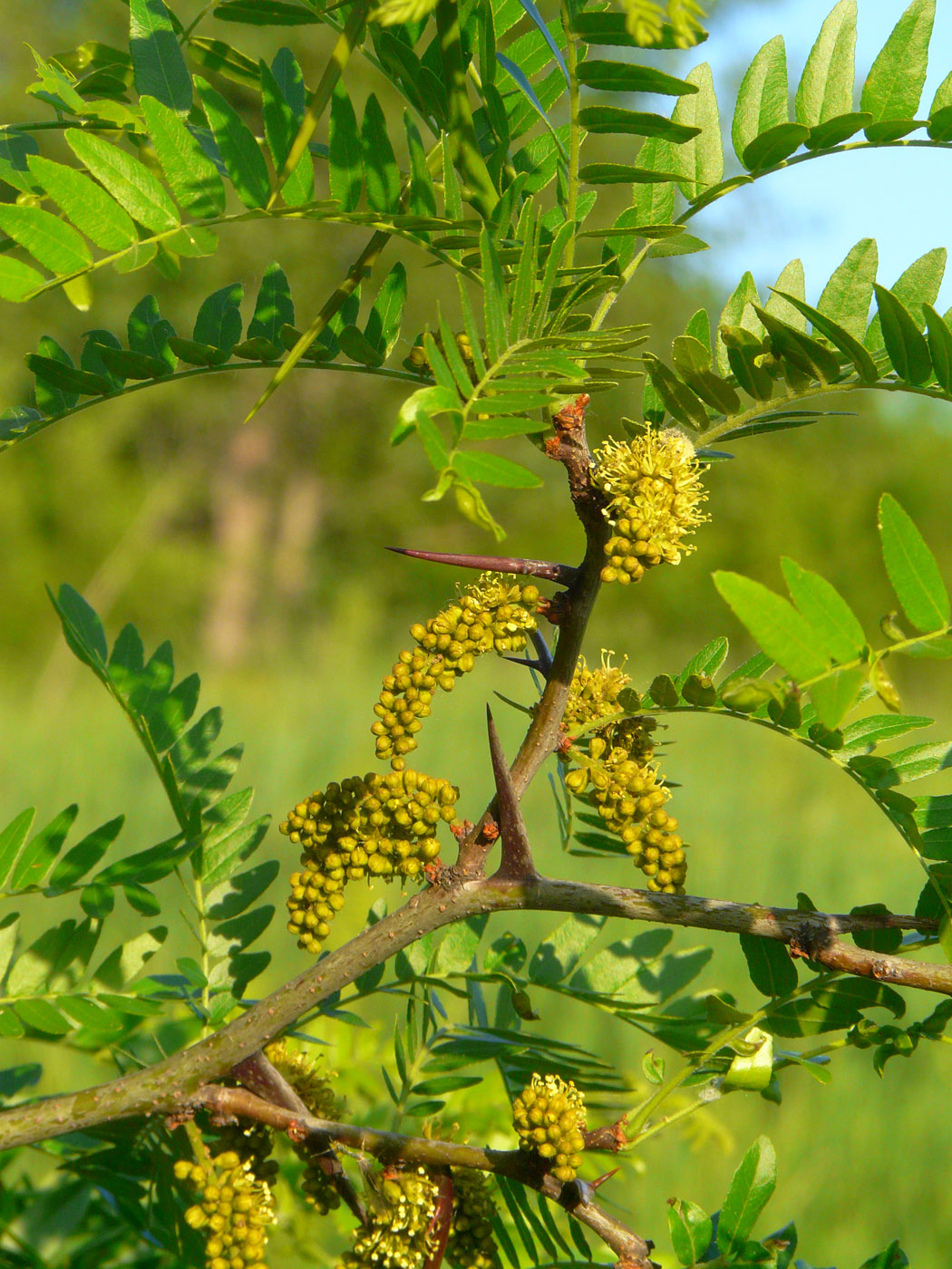 Изображение особи Gleditsia triacanthos.