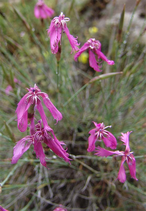 Изображение особи Dianthus orientalis.