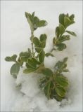 Euonymus japonicus