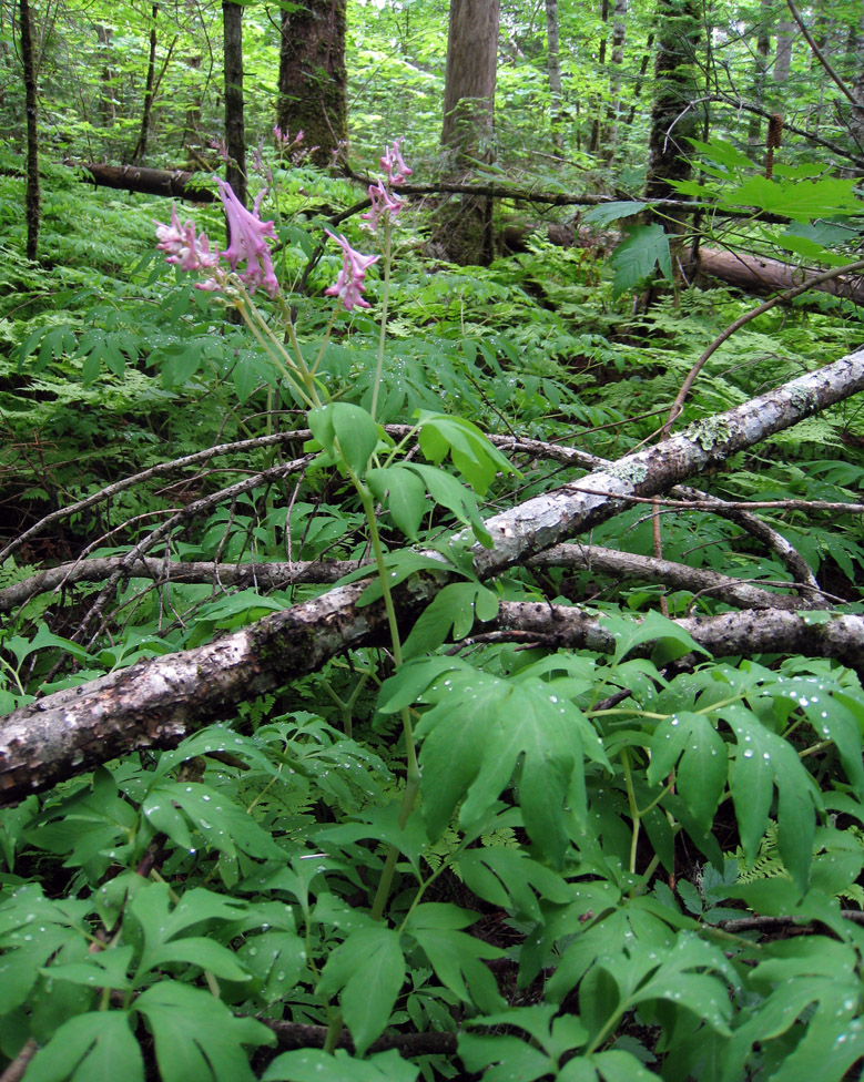 Image of Corydalis multiflora specimen.