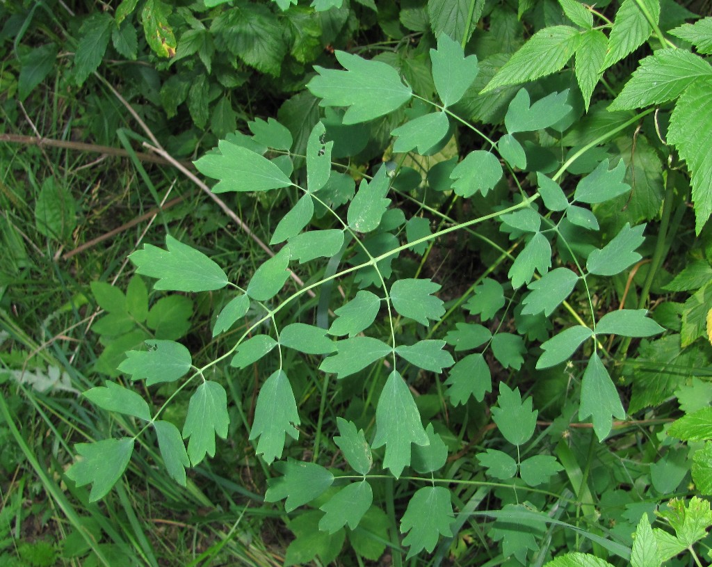 Изображение особи Thalictrum minus.