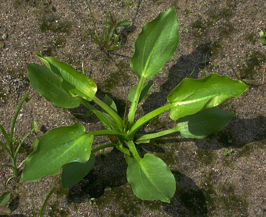 Image of Alisma plantago-aquatica specimen.