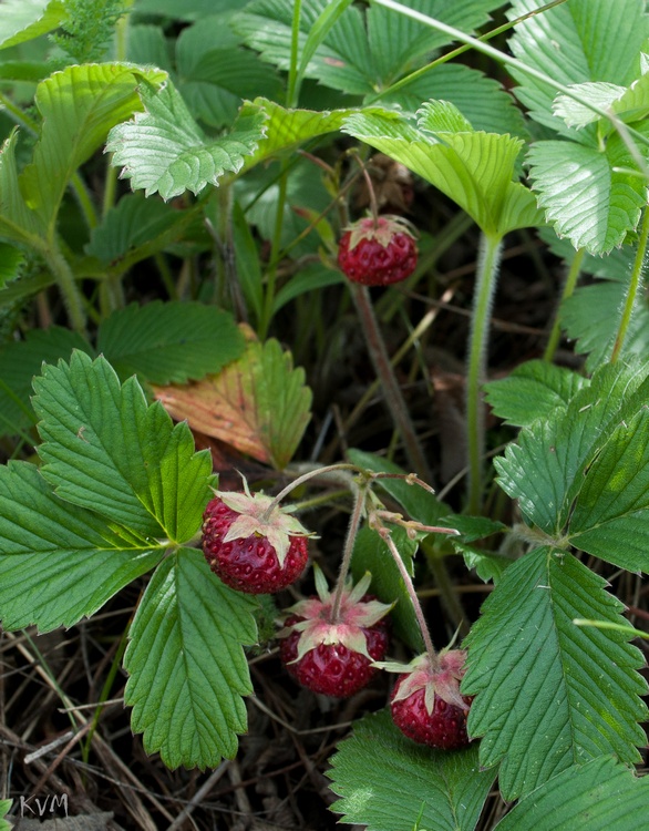 Image of Fragaria viridis specimen.