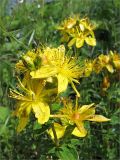 Hypericum maculatum