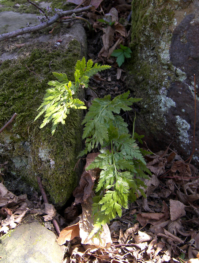 Image of Asplenium adiantum-nigrum specimen.