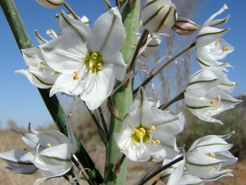 Изображение особи Eremurus ammophilus.