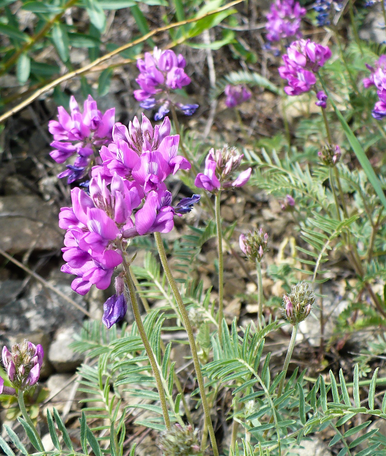 Изображение особи Oxytropis floribunda.