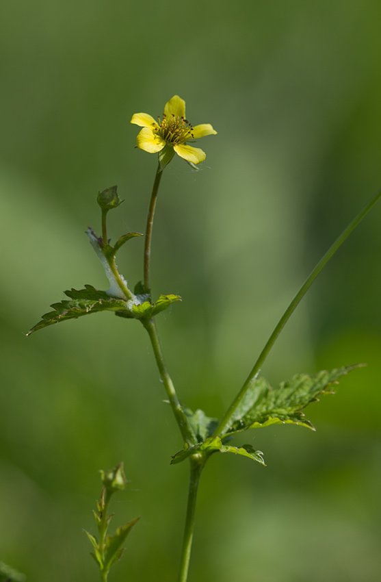 Изображение особи Geum urbanum.