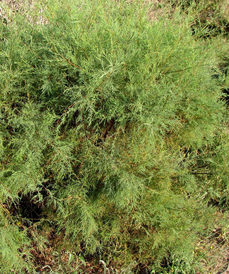 Image of Tamarix ramosissima specimen.