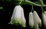 Polygonatum &times; hybridum