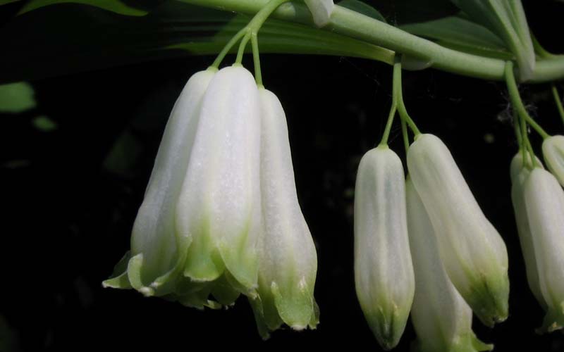 Image of Polygonatum &times; hybridum specimen.