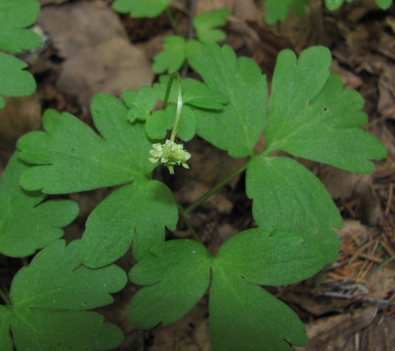 Image of Adoxa moschatellina specimen.