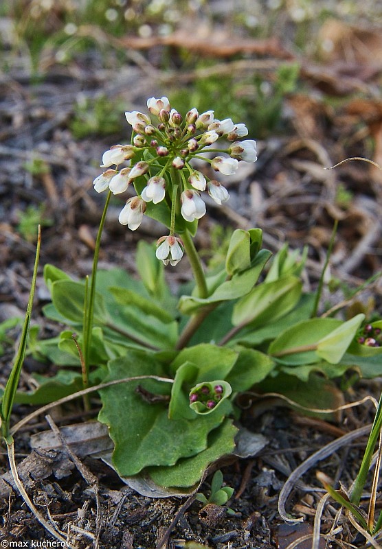 Image of Microthlaspi perfoliatum specimen.