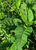 Salvia pratensis. Листья. Крым, Долгоруковская яйла. 11 июня 2012 г.