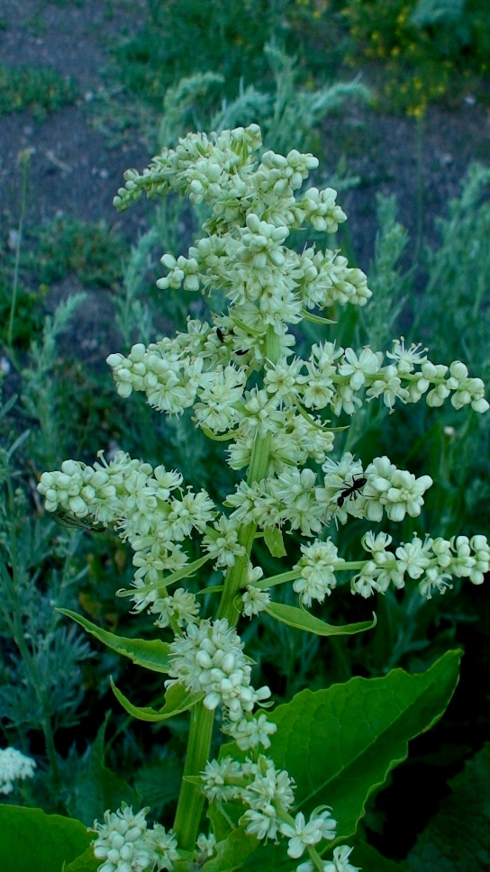 Image of Beta corolliflora specimen.
