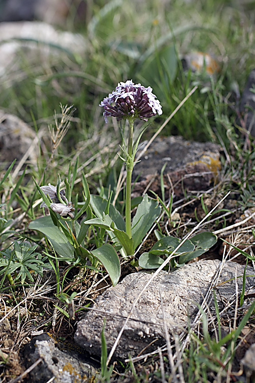 Изображение особи Valeriana chionophila.