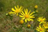 Senecio jacobaea