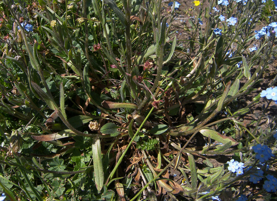 Image of Myosotis alpestris specimen.