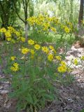 Senecio vernalis