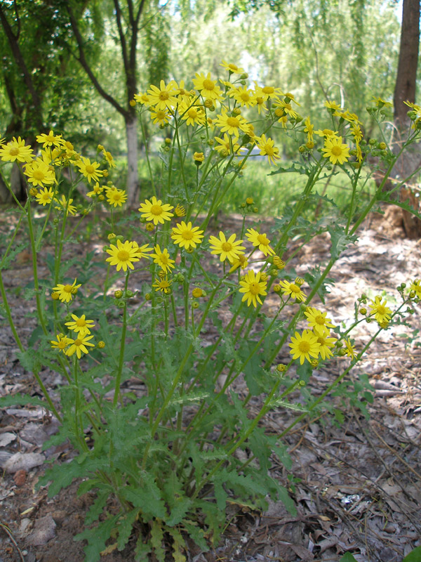 Image of Senecio vernalis specimen.