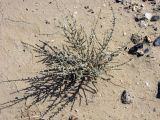 Salsola cyclophylla