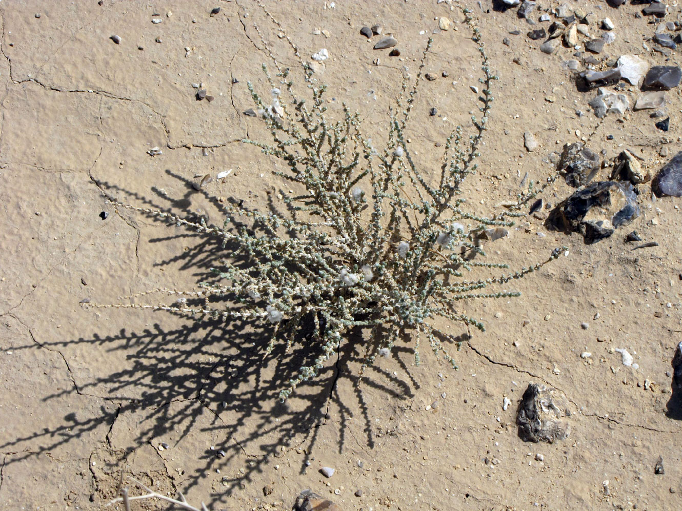 Изображение особи Salsola cyclophylla.